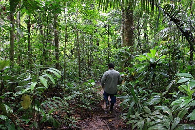 アマゾンの危険生物 アマゾン川に生息する生き物 プロのアマゾン川ガイド解説まとめ 世界食べ尽くしの旅