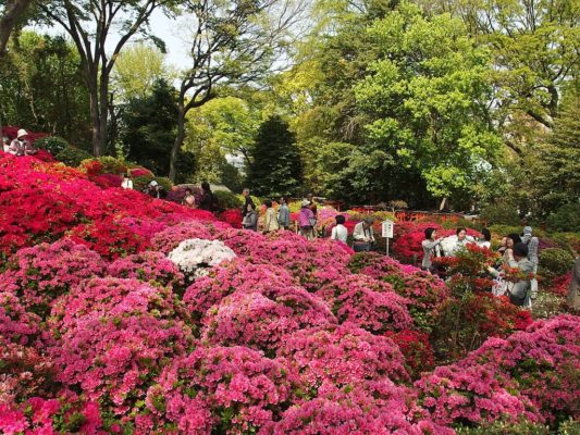 Azaleas en el santuario Nezu