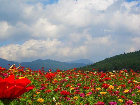 Flores en Hana no Miyako
