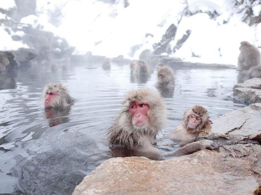 Monos de nieve en Jigokudani