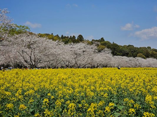 Saitobaru Burial Mounds Sakura