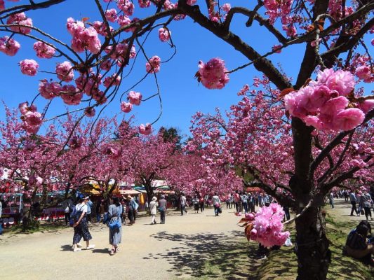 Parque Hirosaki cerezos