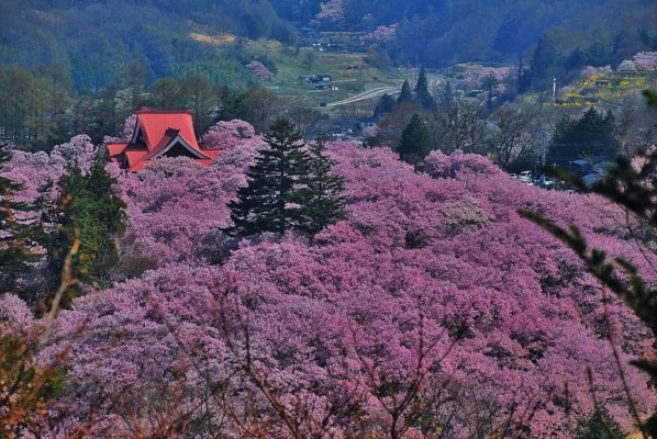 Takato Castle Park Sakura