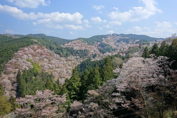Monte Yoshino Nara cerezos