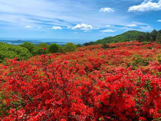 Azaleas en el Monte Tokusenjo