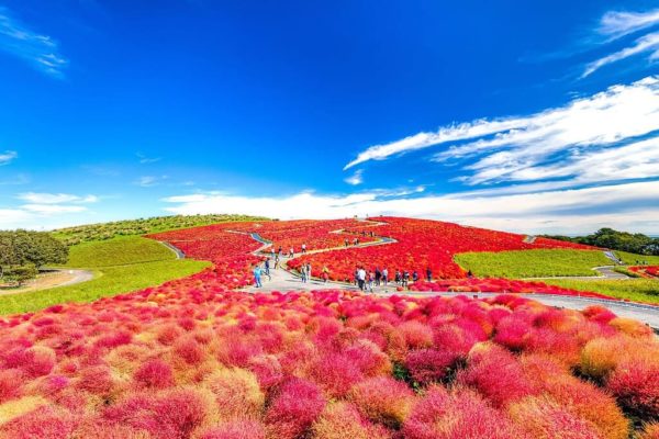 Kochias rojas en Hitachi Seaside Park
