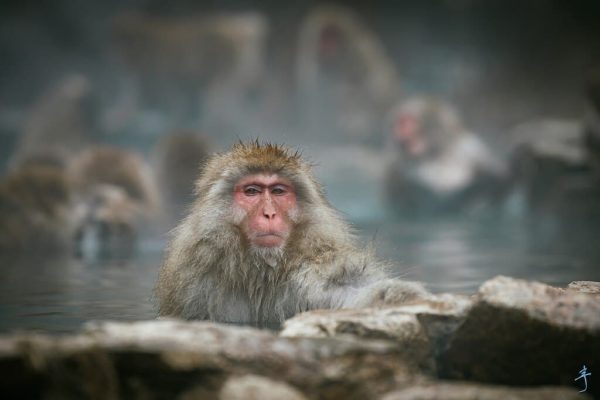 Snow Monkeys