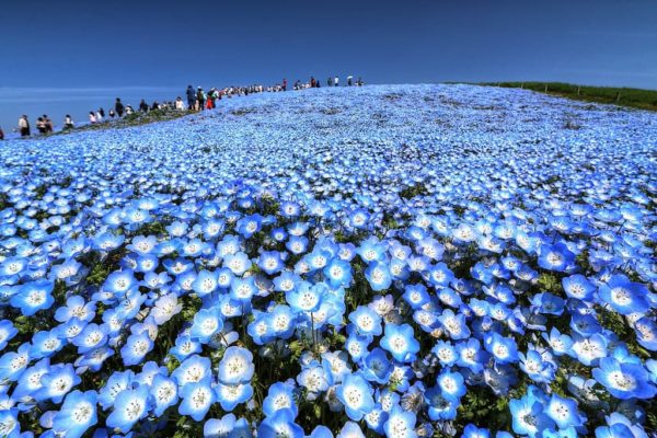 Nemophilas azules en Hitachi Seaside Park
