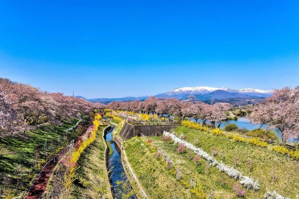 Shiroishi River Senbonzakura