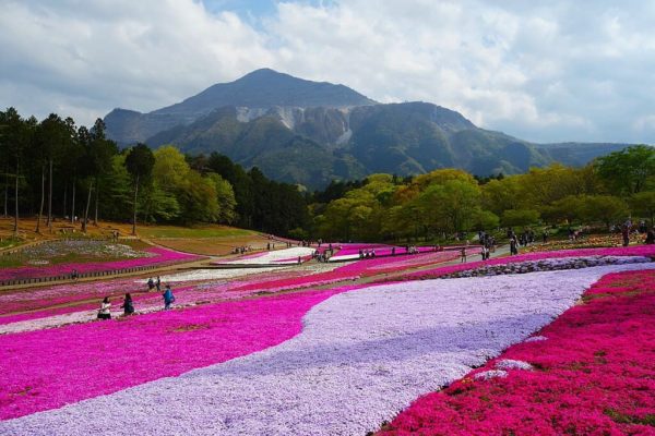 Shibazakura en el Parque Hitsujiyama