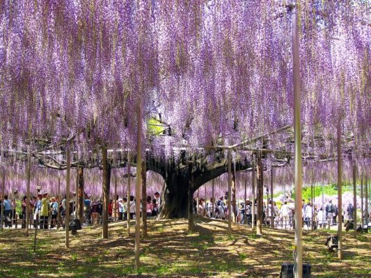 Gran Glicinia en Ashikaga Flower Park