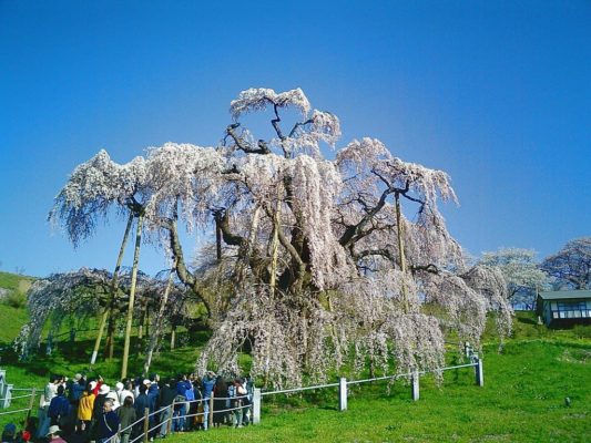 Miharu Takizakura cerezo llorón