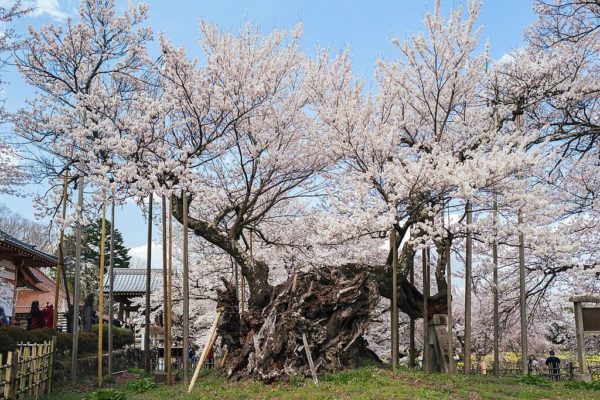 Jindai Zakura Yamanashi