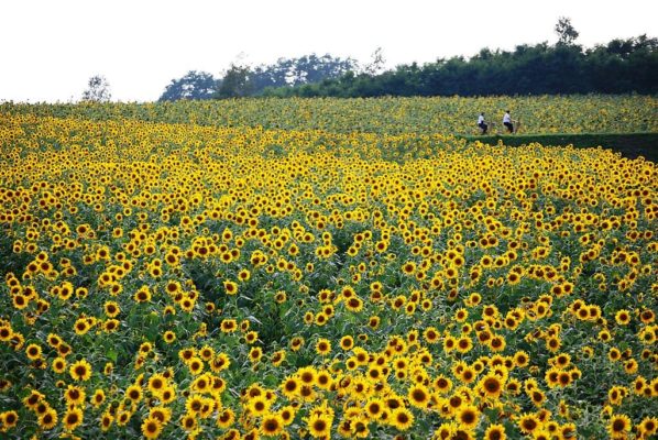 Girasoles en Hokuryu