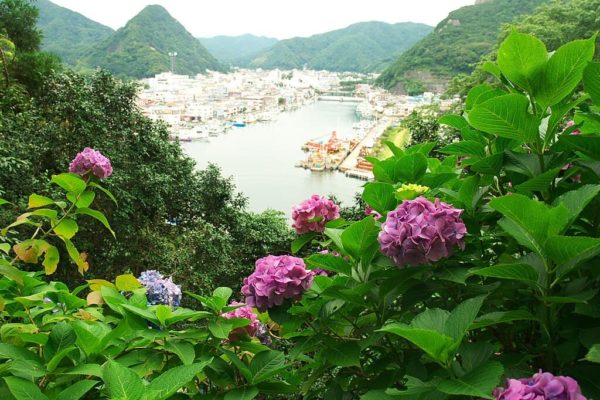 Hortensias en el Parque Shimoda