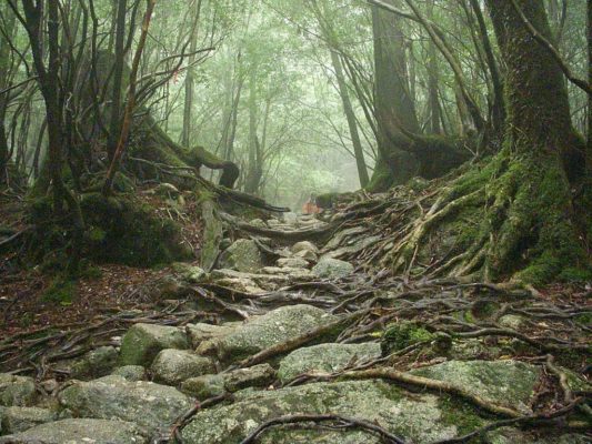 Bosque cubierto de musgo en Yakushima