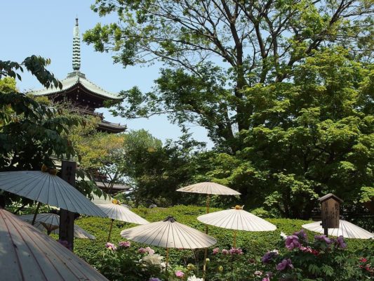 Peonías en Ueno Toshogu