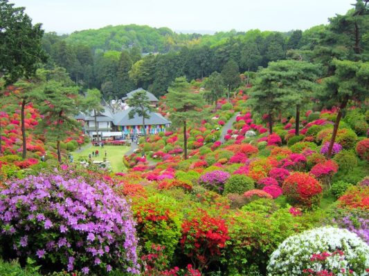 Azaleas en el templo Shiofune Kannonji